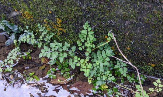 水芹（伞形科水芹属的一种植物）