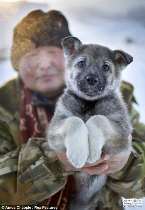 东西伯利亚莱卡犬