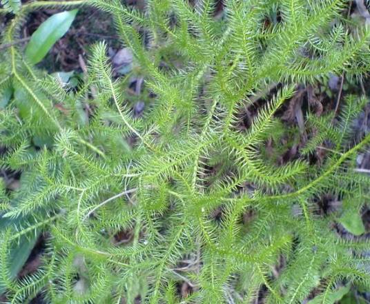 伸筋草（石松科石松属植物）