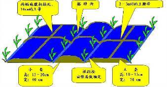 全膜双垄沟播种技术