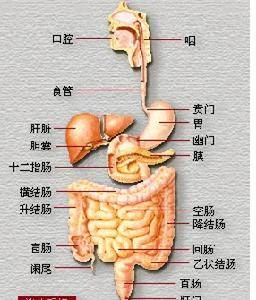 结肠易激综合征