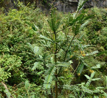 篦子三尖杉（红豆杉科三尖杉属植物）