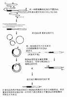 免疫PCR