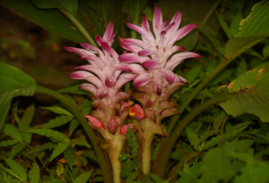 郁金（姜科姜黄属植物）