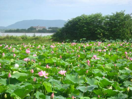 黄家湖（湖北省武汉市境内湖泊）