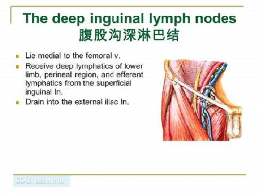 腹股沟深淋巴结