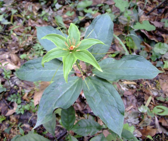 七叶一枝花（藜芦科重楼属植物）