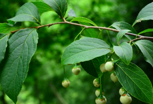 野茉莉（安息香科安息香属植物）