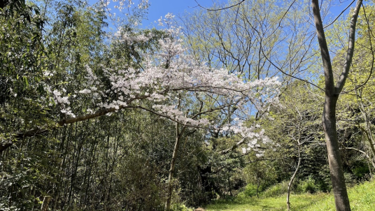 东京樱花