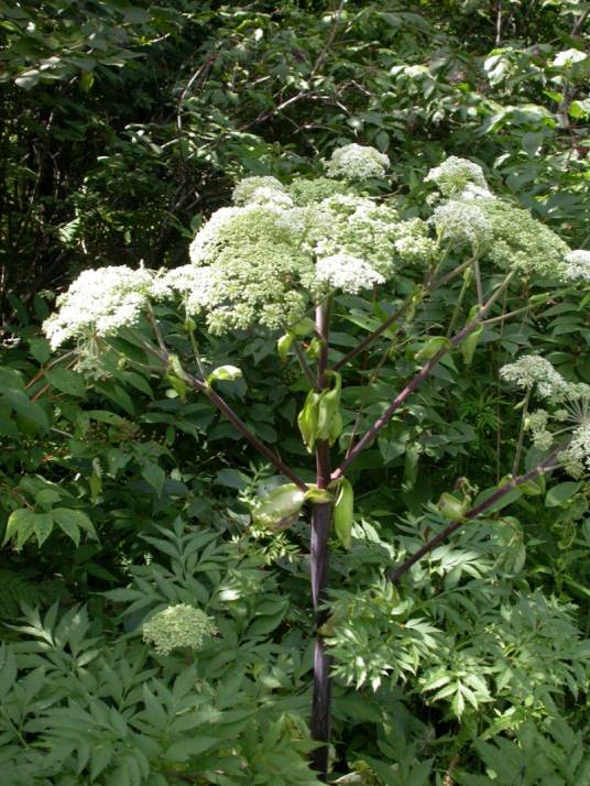 独活（伞形科独活属植物）