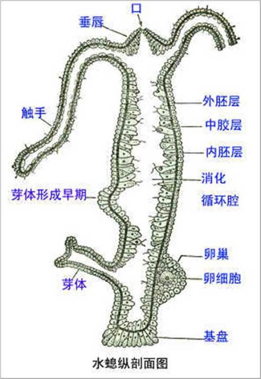 水螅体