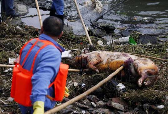 上海松江死猪事件