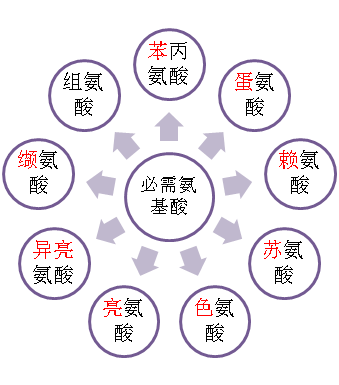 氨基酸模式