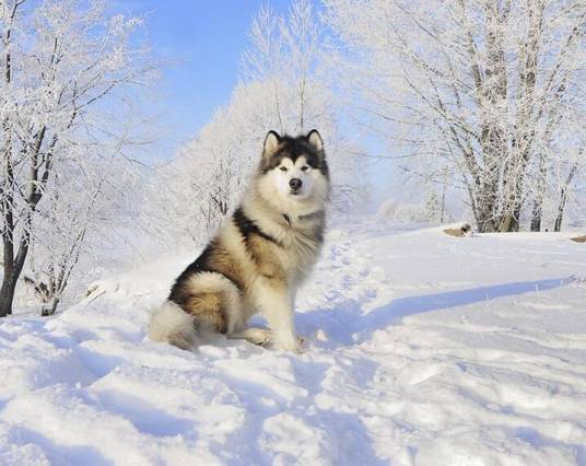 阿拉斯加雪橇犬（原产于阿拉斯加的雪橇犬犬种）