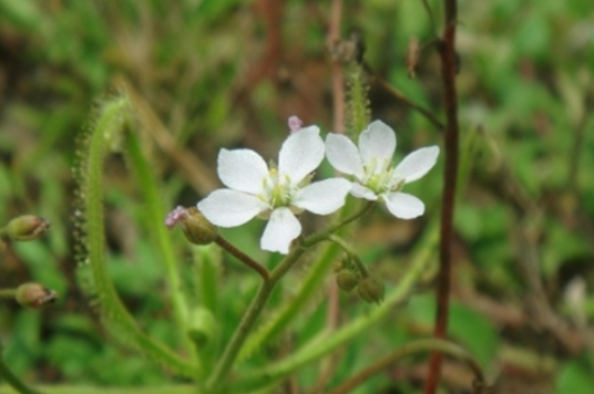 长叶茅膏菜