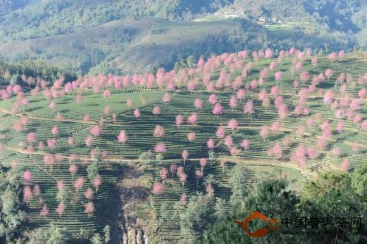 和平村（云南省大理州南涧县无量乡和平村）