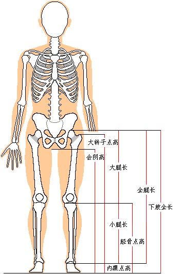 全腿长