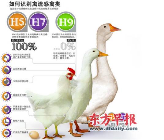 H7N4型禽流感