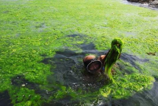 浒苔绿潮