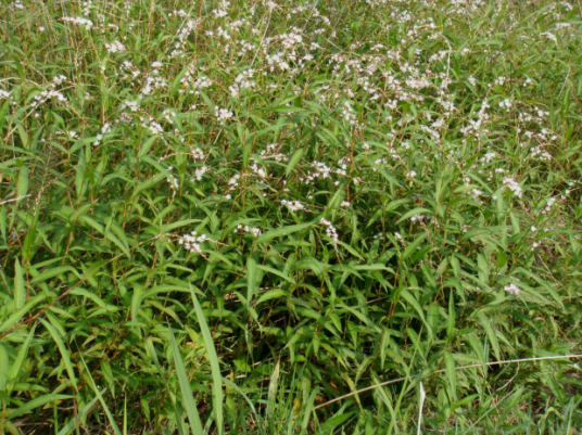 蚕茧草（蓼科蓼属植物）