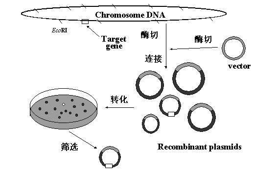 DNA克隆