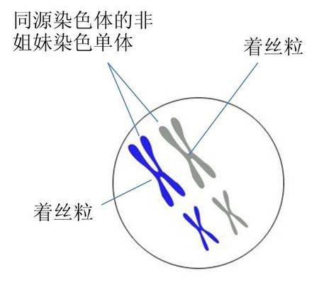 姐妹染色单体