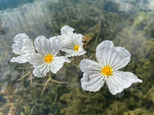 海菜花