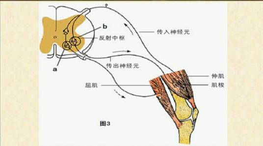 缩手反射