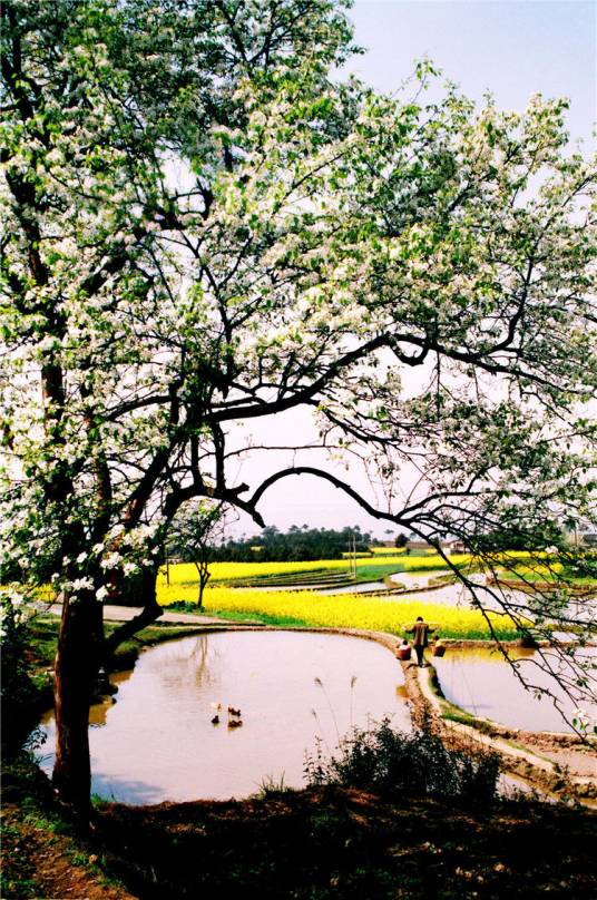 桃花岛（重庆市永川区卫星湖桃花岛）