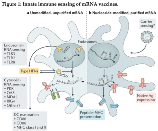 mRNA-1273