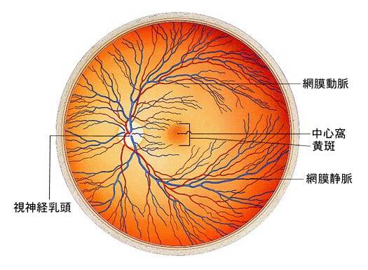 眼底黄斑病