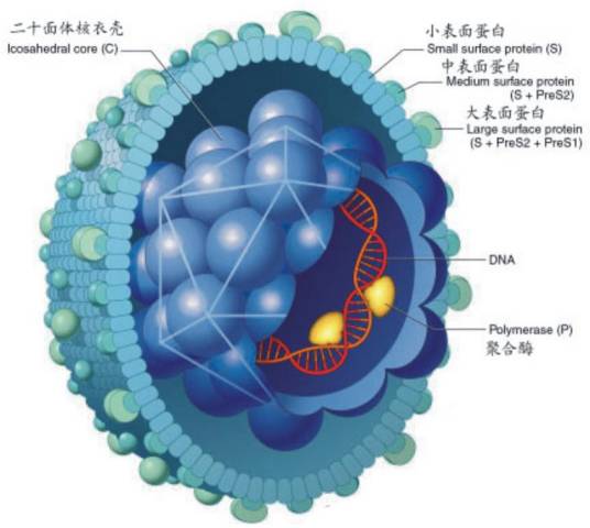 乙型肝炎E抗体