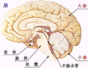 人脑的结构和功能