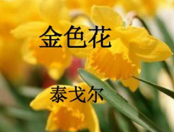 泰戈尔的《金色花》原文