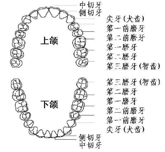 牙齿的名称位置，图解