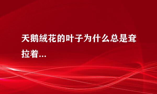 天鹅绒花的叶子为什么总是耷拉着...