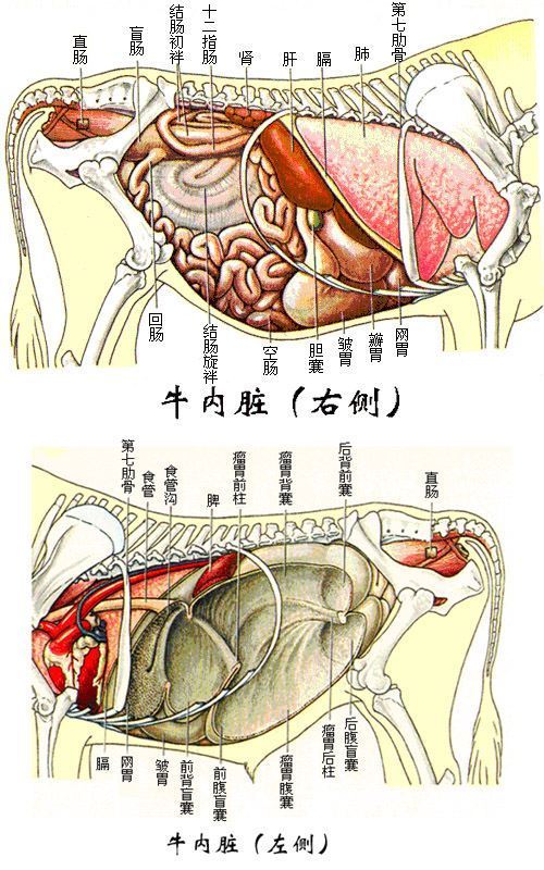 哪里有牛内脏器官分布图？