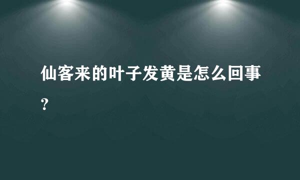 仙客来的叶子发黄是怎么回事？