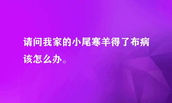 请问我家的小尾寒羊得了布病该怎么办。