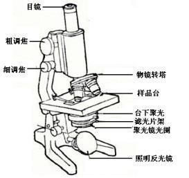 生物显微镜结构图及名称