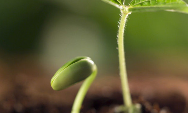 植物种子生头迫里长发育的过程