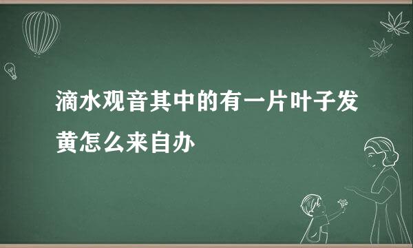 滴水观音其中的有一片叶子发黄怎么来自办