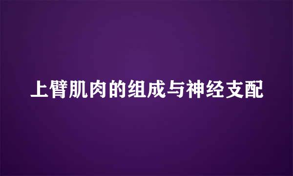 上臂肌肉的组成与神经支配