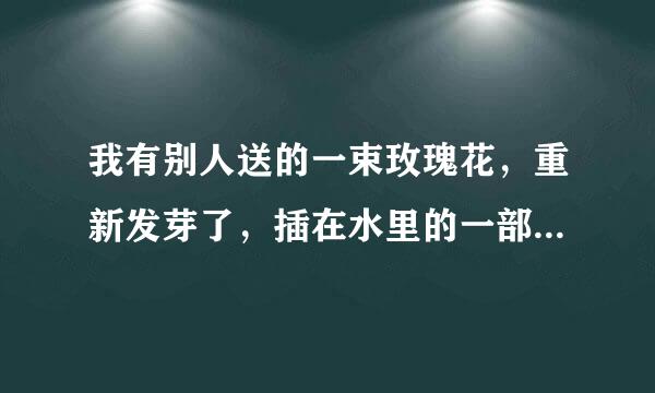 我有别人送的一束玫瑰花，重新发芽了，插在水里的一部分也张新根了，应该怎么养，可以用土来养吗