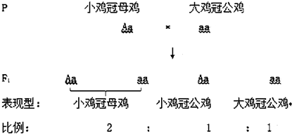 公鸡和母鸡在鸡冠的结构上存在区别，通常公来自鸡的鸡冠较大、肉垂较大、颜色如鲜艳；而母鸡的鸡冠较小、肉垂较