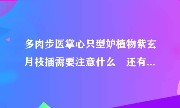 多肉步医掌心只型妒植物紫玄月枝插需要注意什么 还有这样的大小的瓶子够吗?急 谢谢