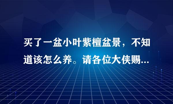 买了一盆小叶紫檀盆景，不知道该怎么养。请各位大侠赐教，介绍阳光、浇水、施肥方面的注意事项。