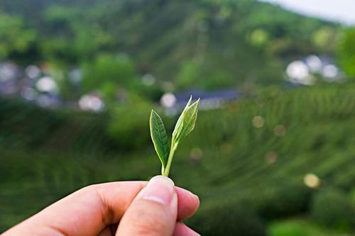 2019年里你的茶叶店利润能黄酒件有多少？