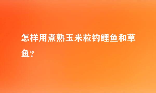 怎样用煮熟玉米粒钓鲤鱼和草鱼？