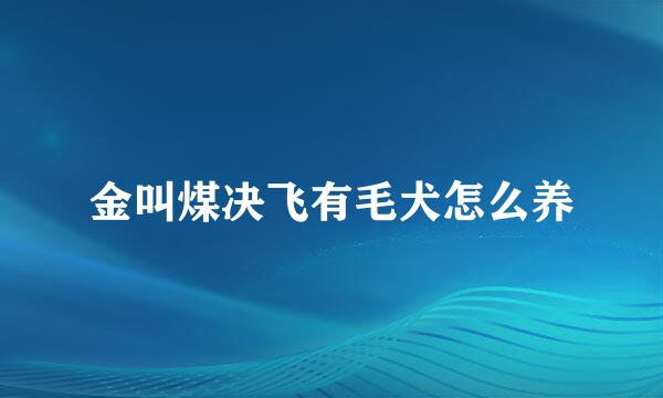 金叫煤决飞有毛犬怎么养